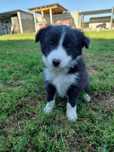 Suczka - Border Collie