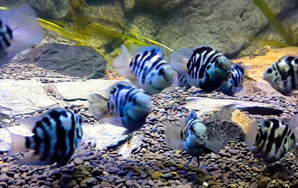 Попугай голуба панда рибка акваріумна