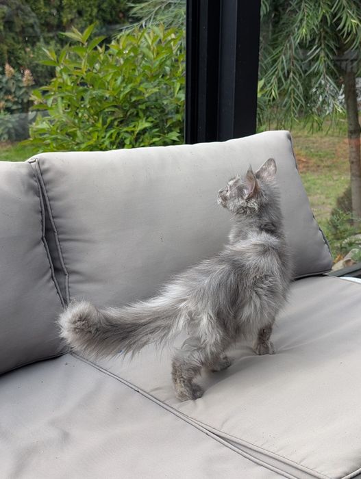 Amira niebieska szylkretka Maine Coon Zapraszamy
