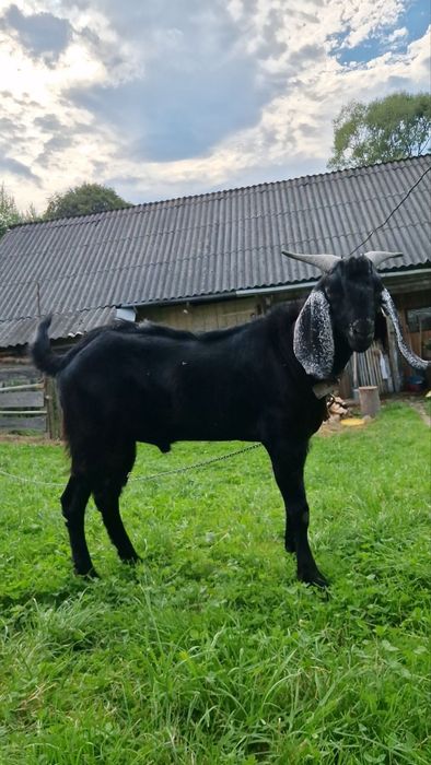 Продам або бміняю цапок 62.5 Ан 37.7Каморі, вік 14 місяці.