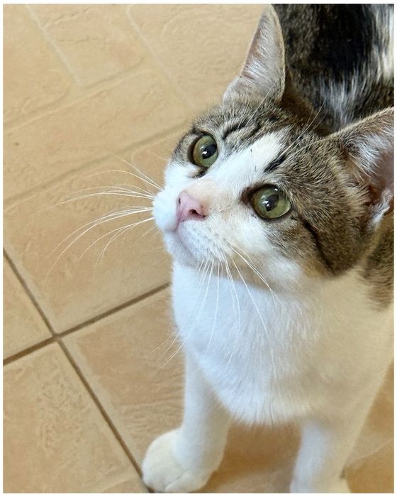 молода кішечка, ніжна, добра, щеплена, стерильна, шукає дім