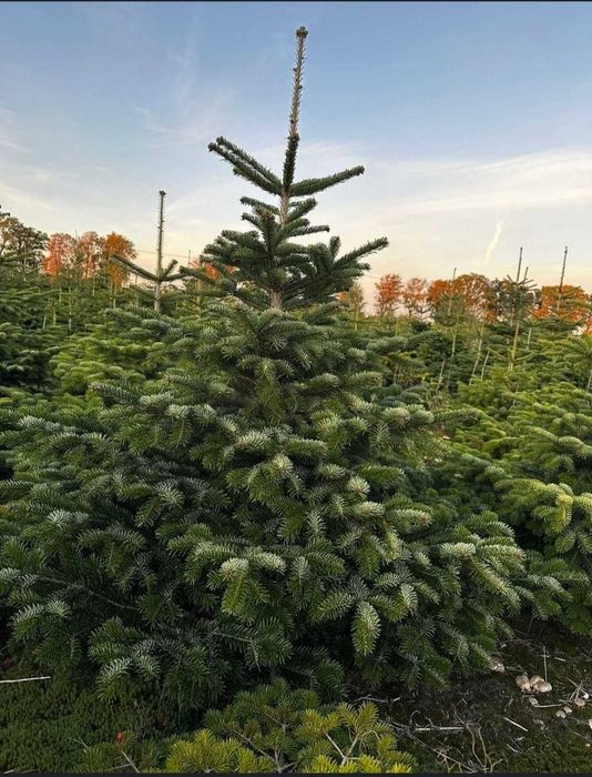 Choinki żywe z dostawą | Jodły kaukaskie prosto z plantacji | Do 2,5 m