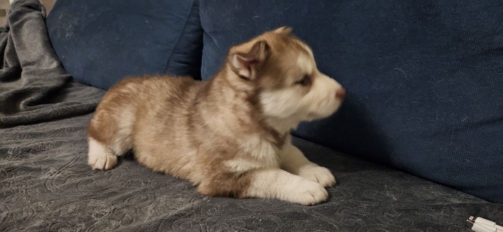 Brązowa suczka Siberian Husky