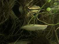 Arowana srebrna albino 35cm