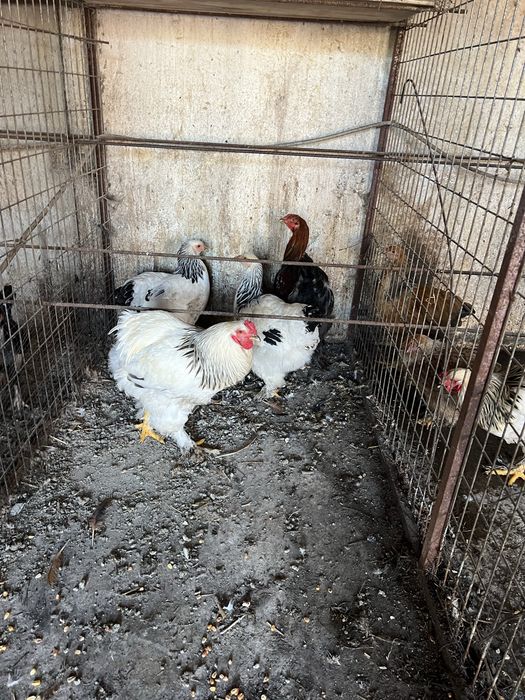 Vendo aves ormamentais