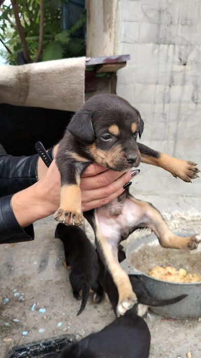 Відам цуценят в добрі руки