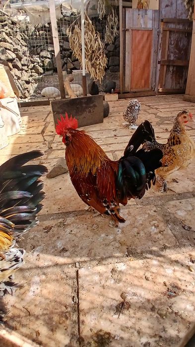 Galinha da Índia (charito) cruzado Mil Flores