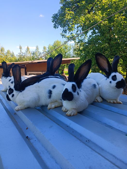 Молодняк (2-4 місяців)