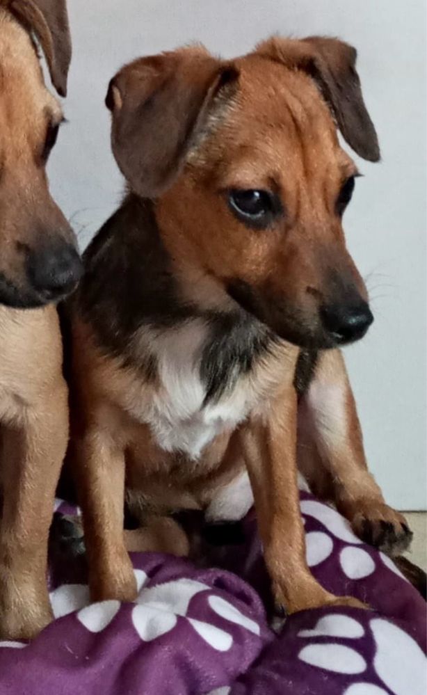 Pieski do adopcji