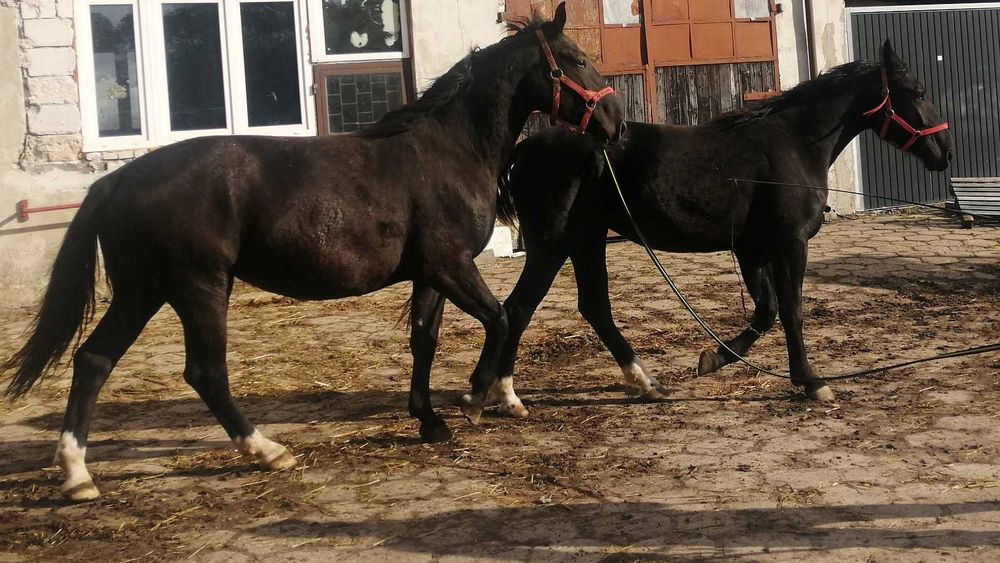 Sprzedam klacze śląskie