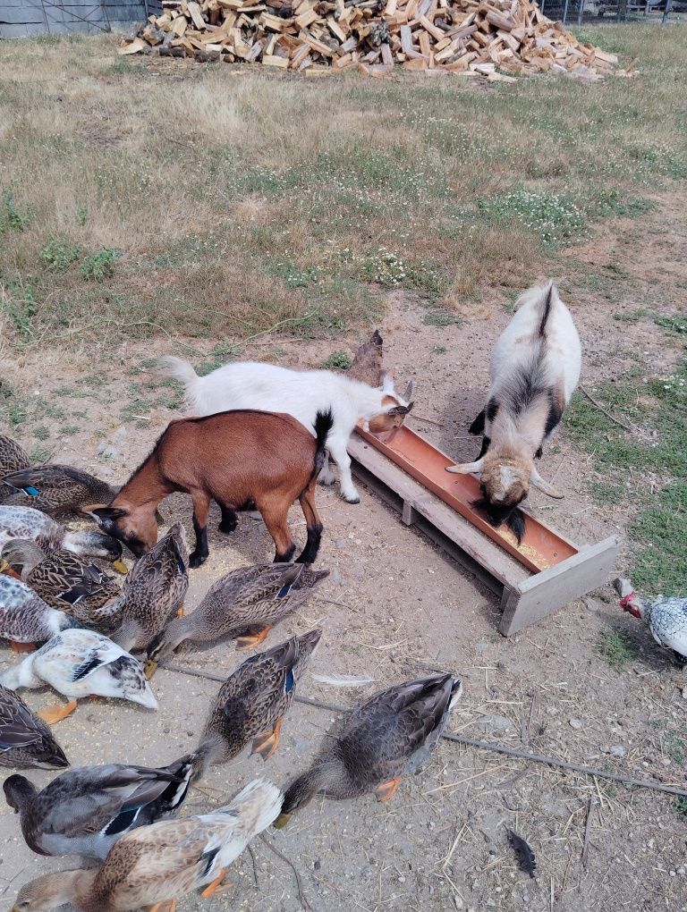 Cabras anãs puras
