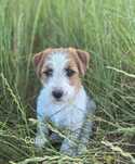 Sukczka Jack Russell Terrier ZKwP