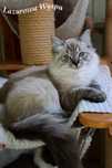 Holly dziewczynka ragdoll mink.