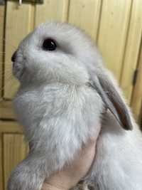 Кролик Мини Лоп в сиамском окрасе