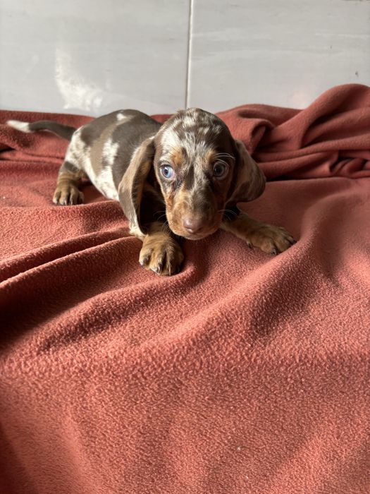 Teckel macho miniatura