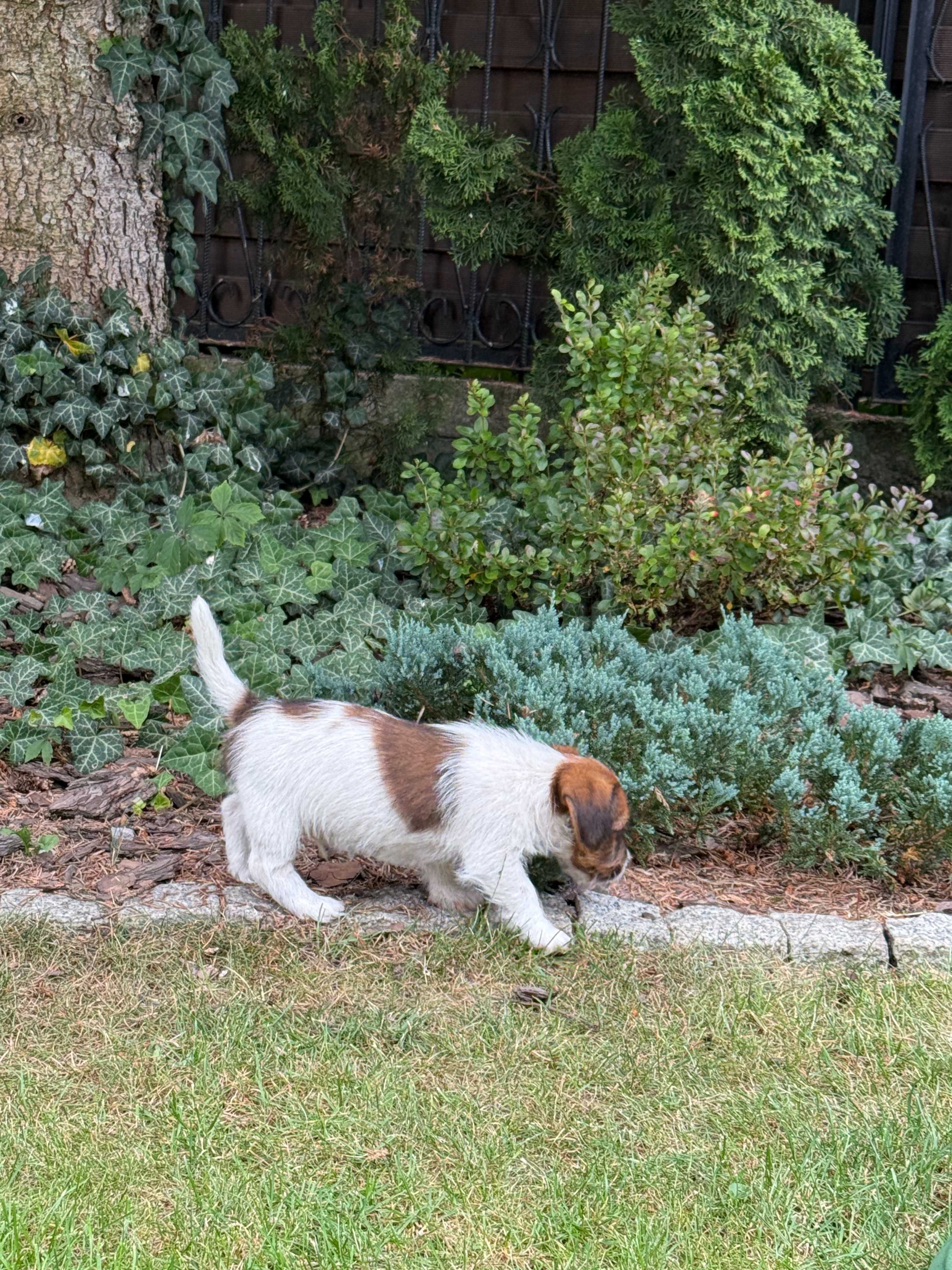Jack Russell Terrier od #SMARTIE JACKS# rodzice FCI/ ZKwP rough haired