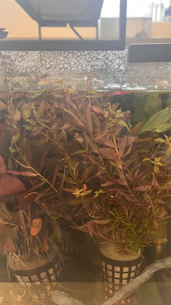 Rotala H’ra koszyczek 5 sztuk