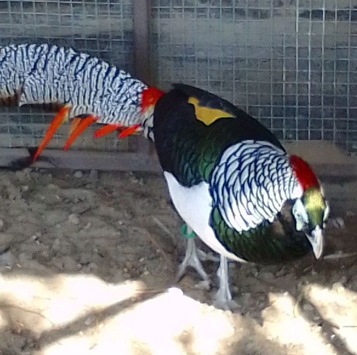 Sprzedam bażanty złote ine