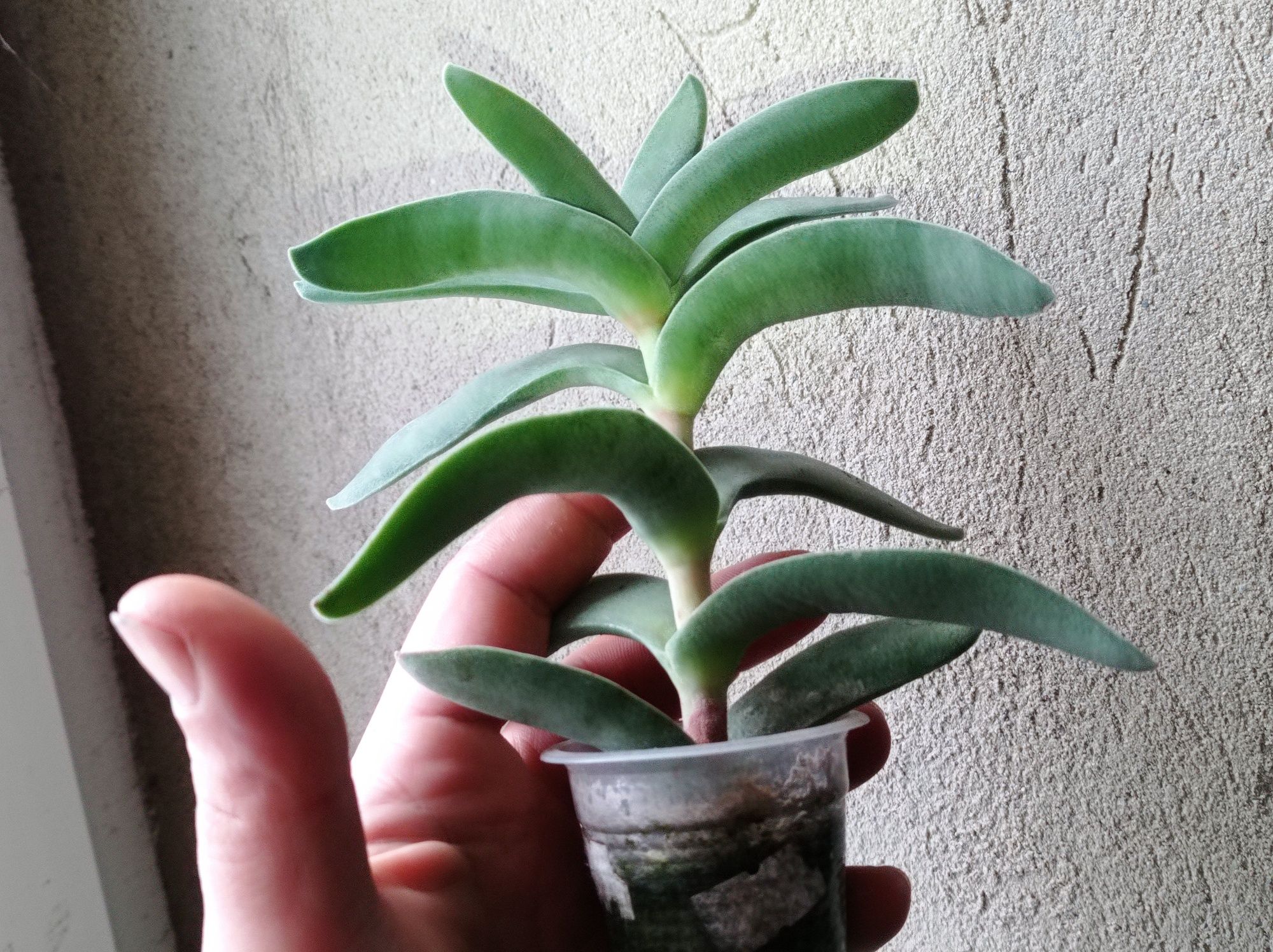 Crassula falcata