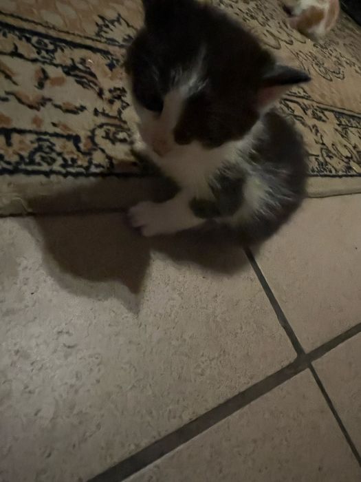 Koty  do oddania same jedza maja miesiac czasu