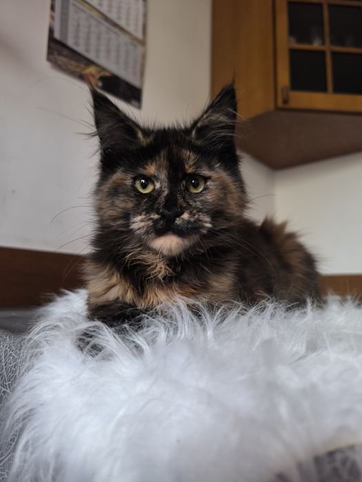 Kotka o wyjątkowym umaszczeniu