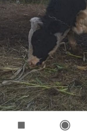 Домашній бичок  вік десять місяців