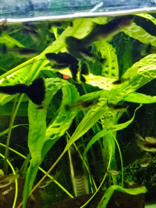 Gupiki Czarne moskiewskie