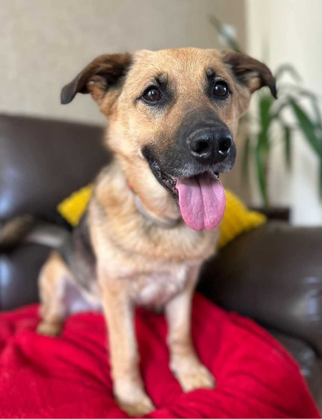Super pies do adopcji - Walczyk!