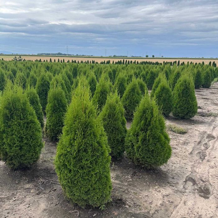Żywotnik zachodni ‘Smaragd’ – piękne sadzonki na żywopłot