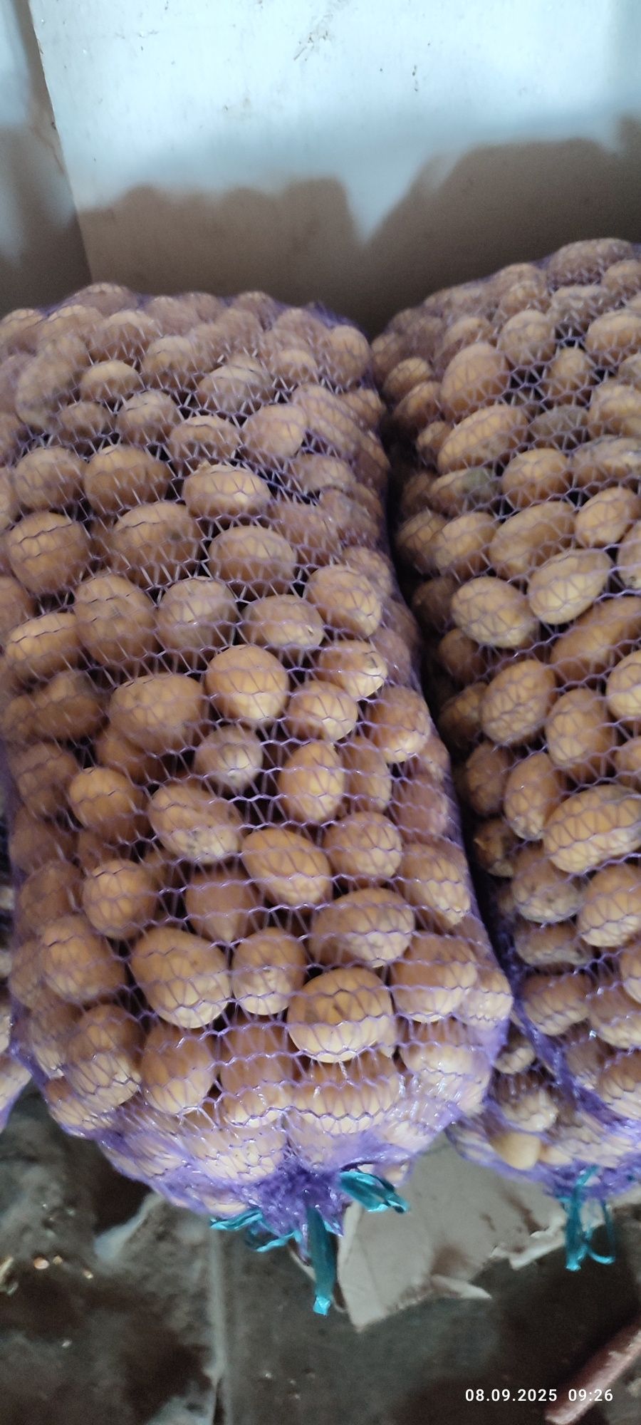 Продам картошку, картофель  сорт Коломбо.Домашняя бараболя.