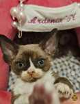 Kocurek Devon Rex