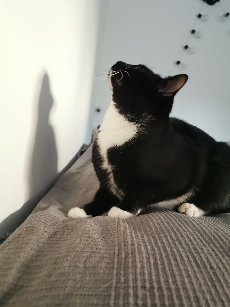 Piekny lagodny kott do oddania