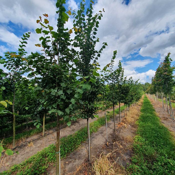 Drzewa alejowe -Klon pospolity, Lipa drobnolistna, Brzoza