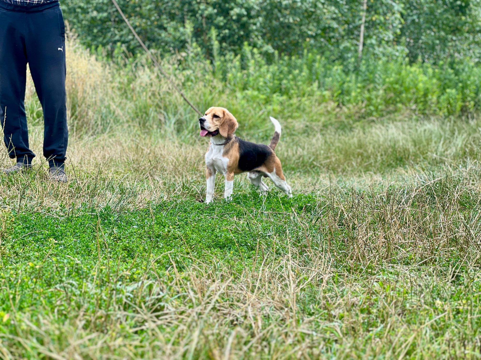 Beagle pies Związek Kynologiczny FCI w Polsce 100% znane pochodzenie