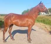 Poldra anglo-arabe