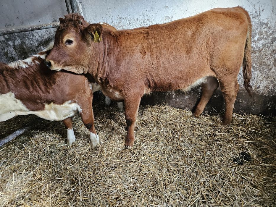 Sprzedam jałowki mięsne odsadki