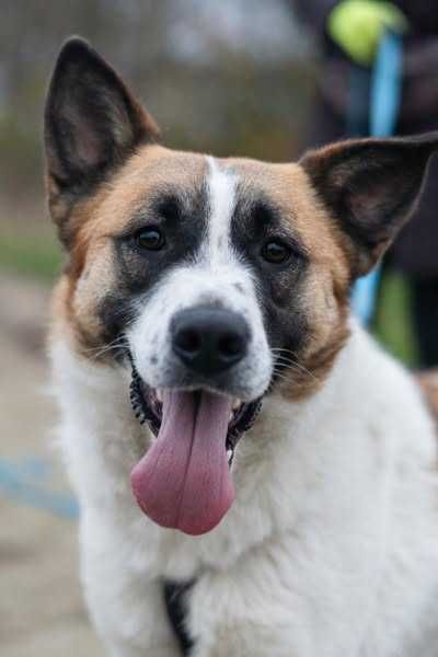 Przyjazna i młoda Wiki szuka domku