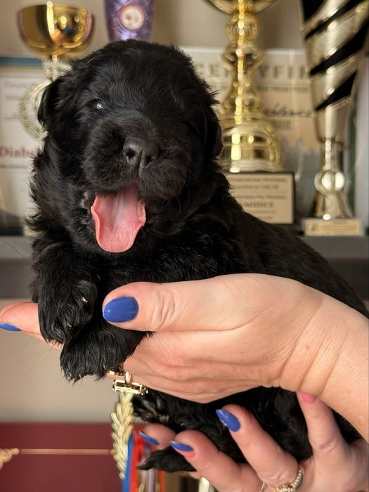 Owczarek niemiecki długowłosy miot E szczeniak