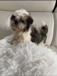 Shih tzu suczka