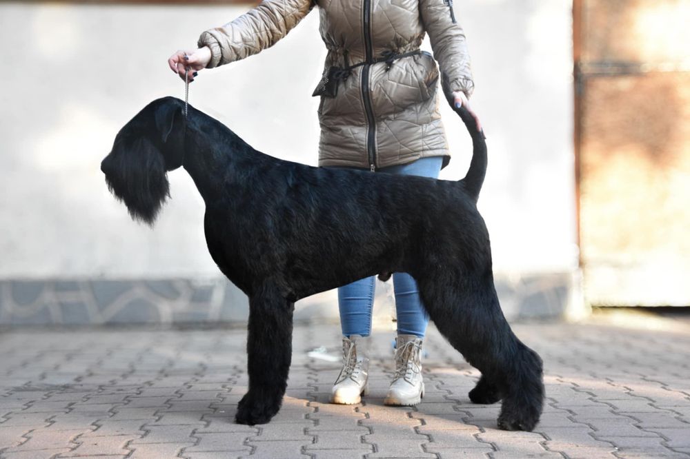 Sznaucer Olbrzym szczenię ZKwP rodzice import