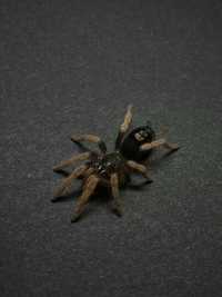 Kochiana brunnipes 1DC   (SpiderZone)