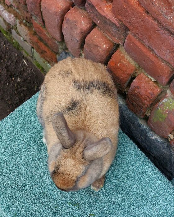 Krolik samczyk samiec kolorowy gladki baranek