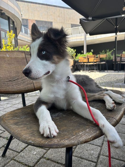 Border Collie - Adoção Responsável