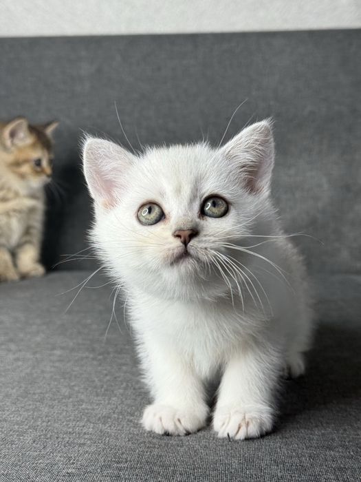 Серебристая шиншилла