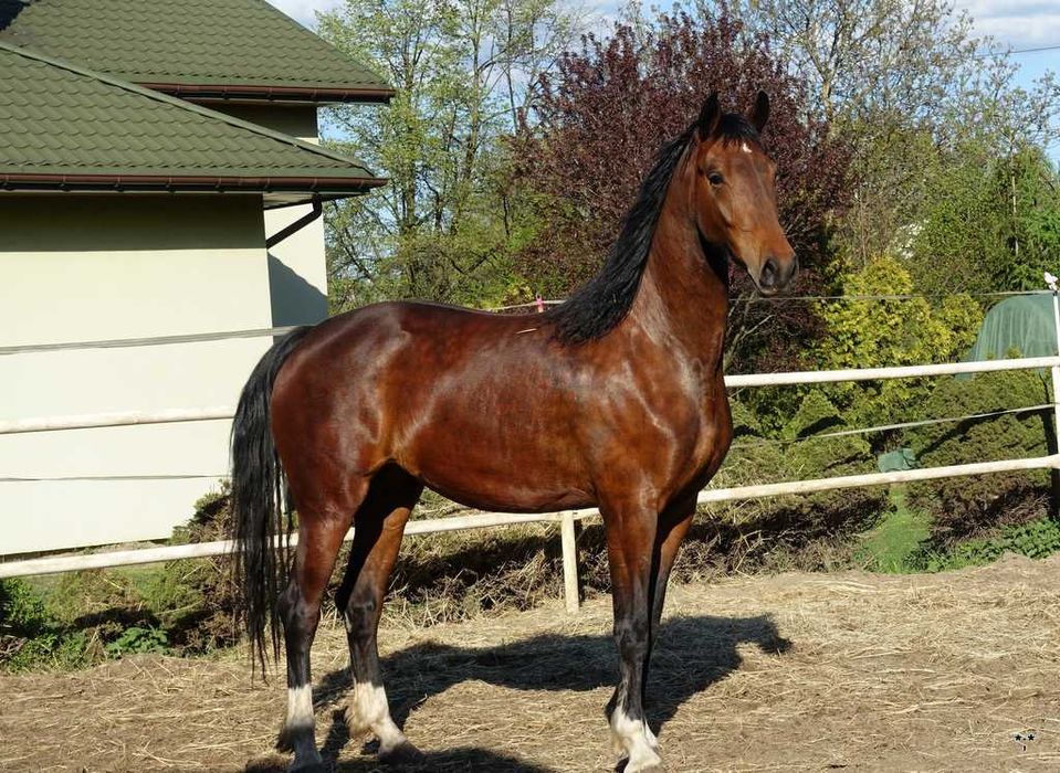 Para klaczy KWPN 3,5 letnie