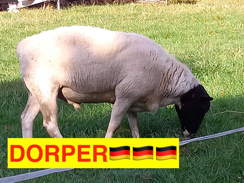 Dorper owce i barany Dorpery