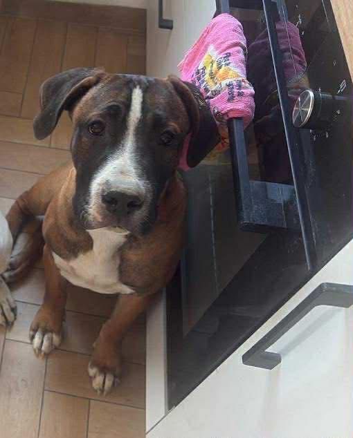Piesek 9 msc. W typie amstaff