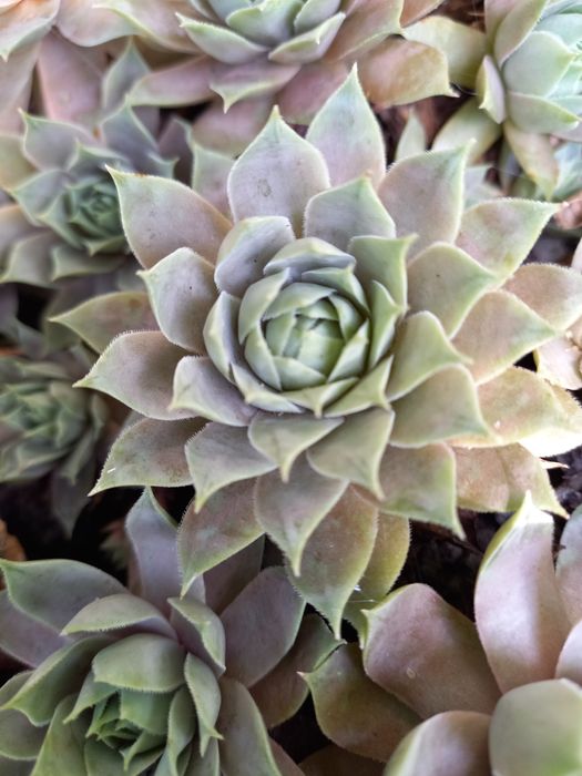 Каменная роза для сада