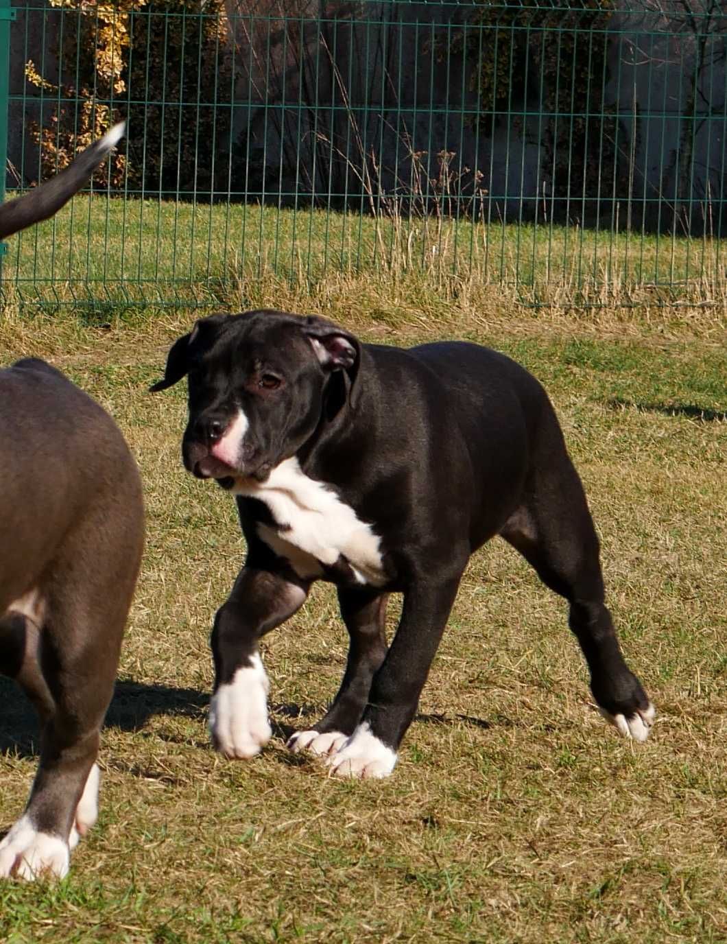 American Staffordshire Terrier ZKwP Amstaff FCI- piękna suczka AMY LEE