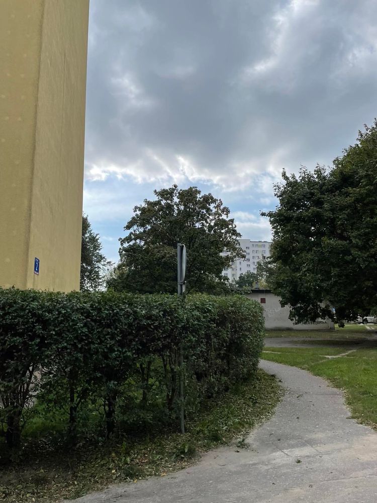 Przycinanie i formowanie żywopłotu (szybko i tamio )